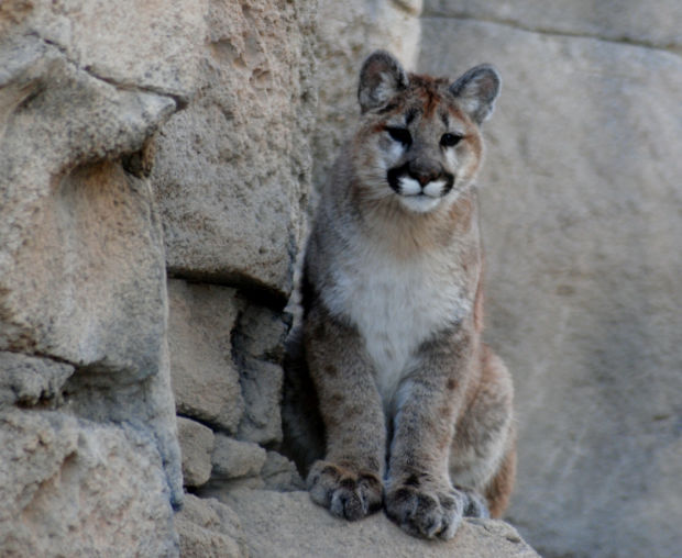 Baby zoo animals
