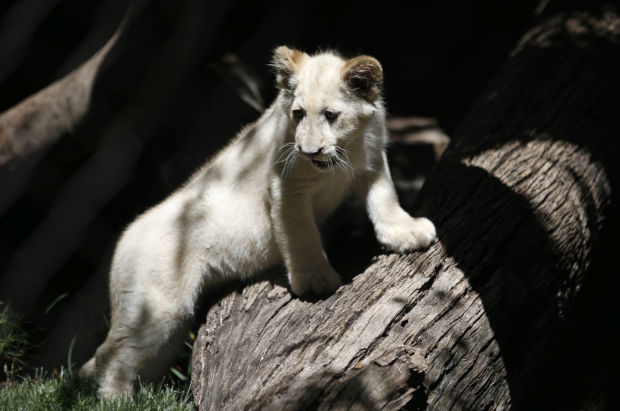Baby zoo animals