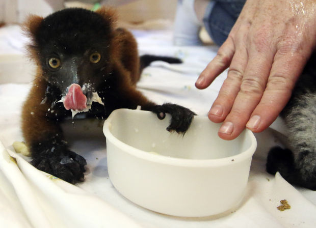 baby zoo animals