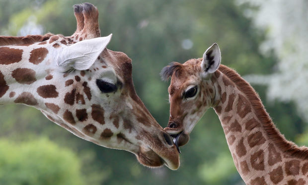 Baby zoo animals