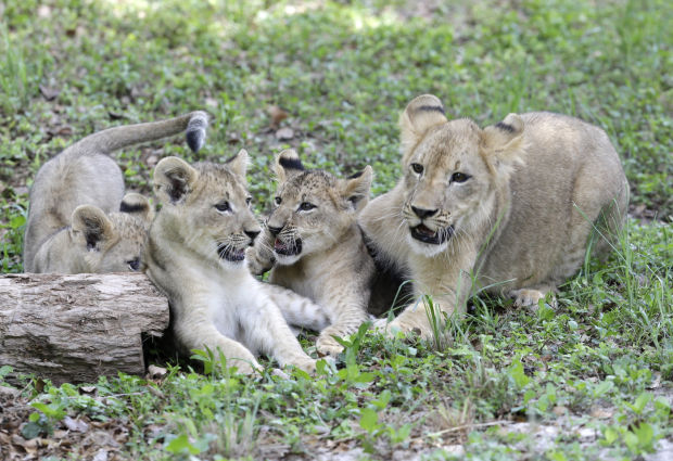 baby zoo animals