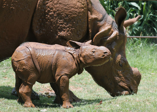 Baby Zoo Animals