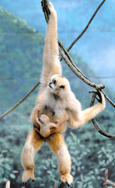 Baby zoo animals