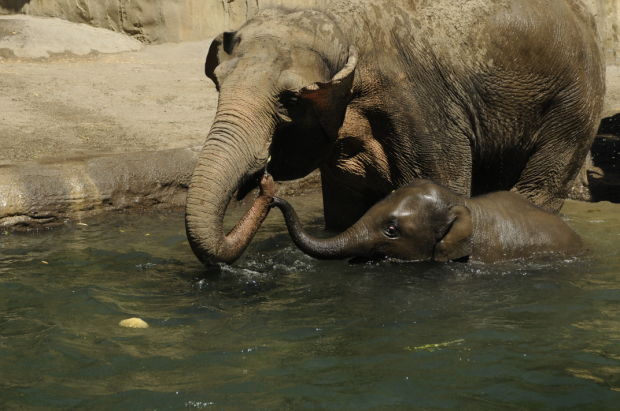 Baby zoo animals