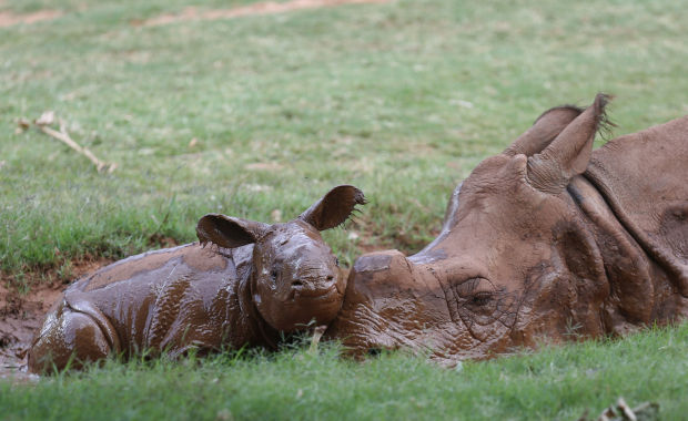 Baby Zoo Animals