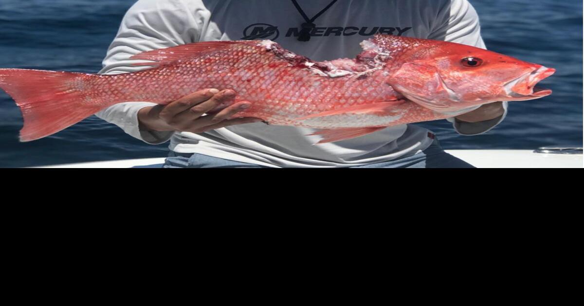 The Ins And Outs Of Buying The Best Red Snapper Fish