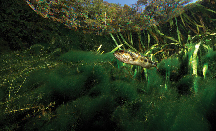 Fish Habitat Management: “Cover” Your Waterbody