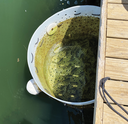 How to Keep Your Baits Alive Longer OffShore