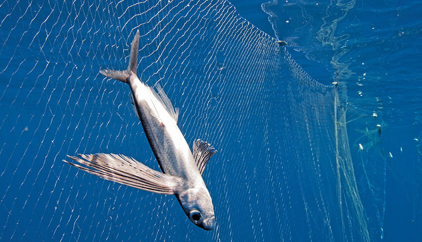 Bait Wars: Flying Fish, OffShore