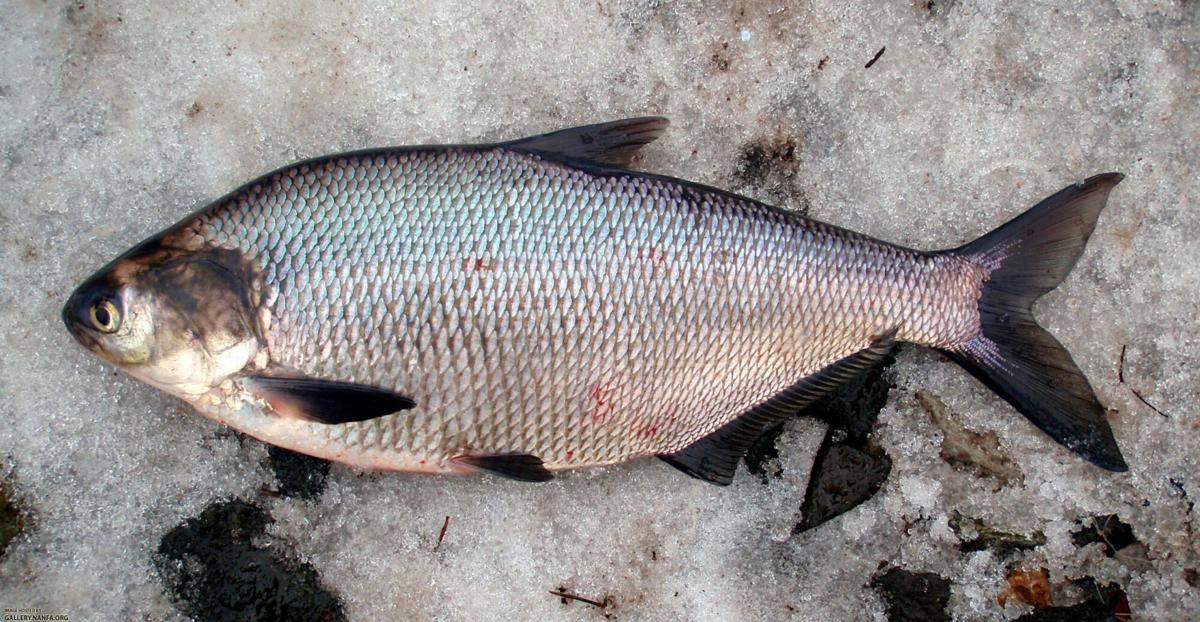 Baitfish Profiles: Gizzard Shad, FreshWater
