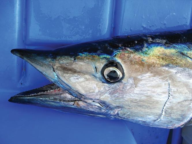 Hamoos Fish High Speed Trolling for Wintertime Wahoo in The Bahamas | OffShore ...