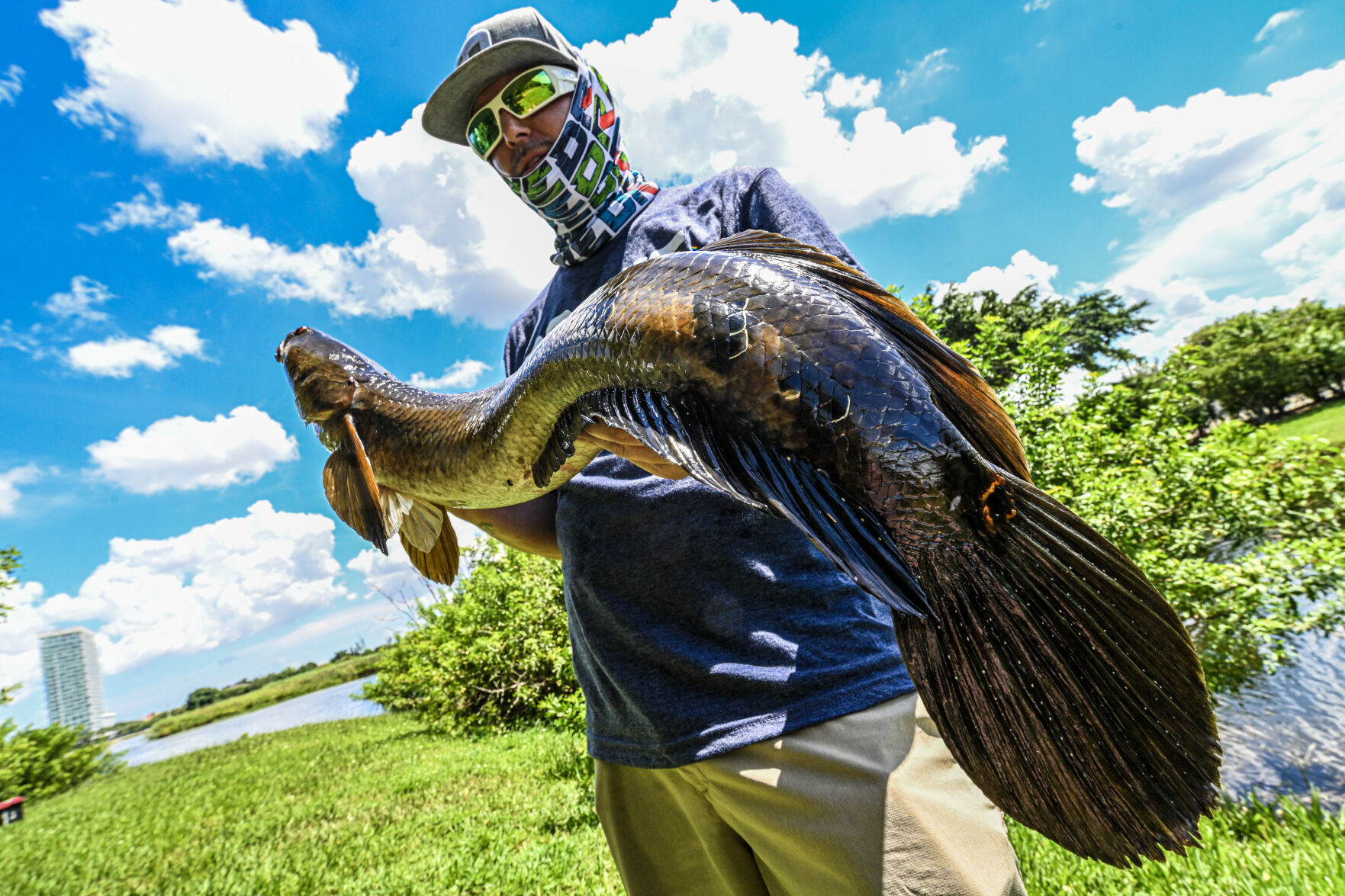 Snakeheads: Florida's Most Misunderstood Invasive Species | FreshWater ...