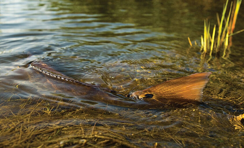 A Marsh of Your Own: How to Catch Redfish by Kayak