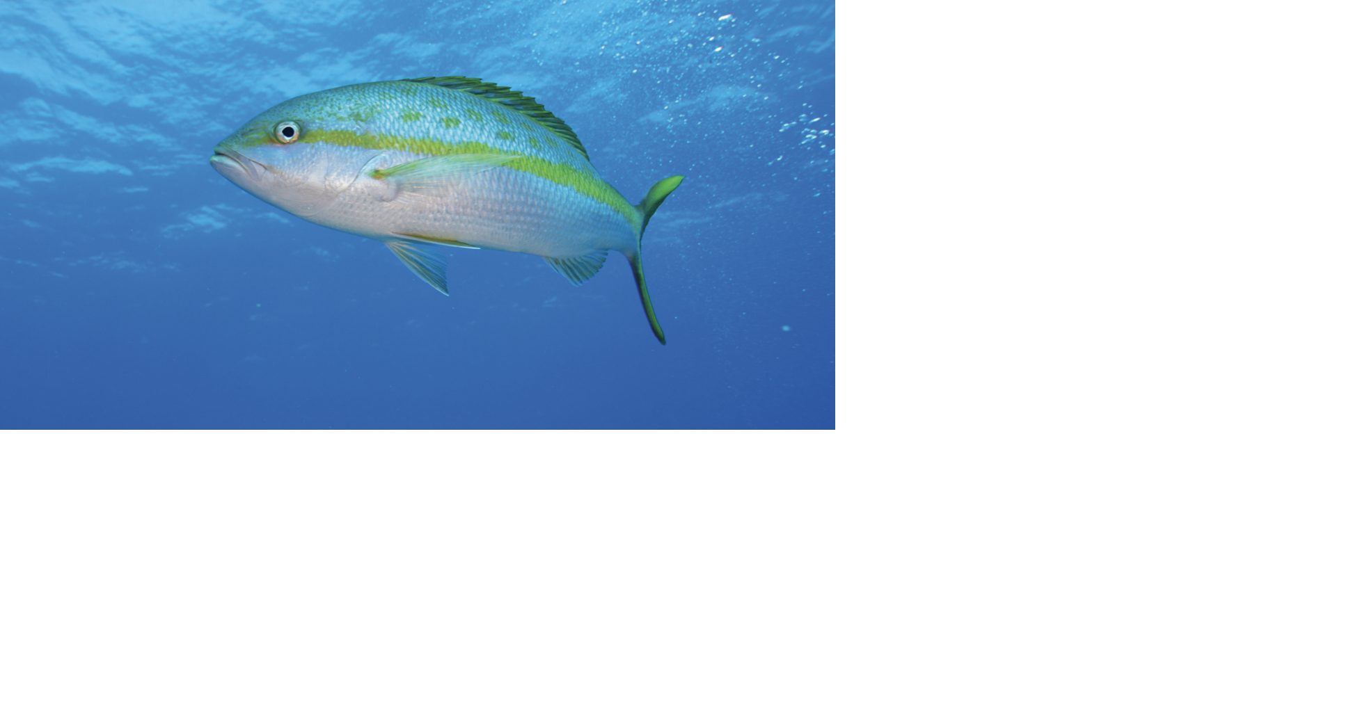 Flourocarbon Test on Yellowtail Snapper in the Keys 