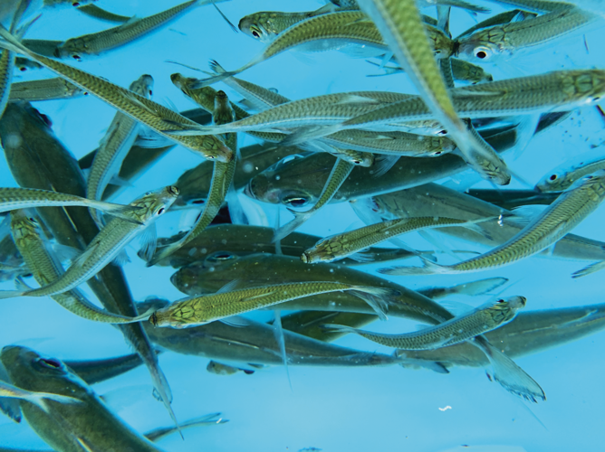 How to Keep Your Baits Alive Longer OffShore