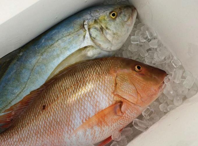 Why it's Worth Spending the Extra Money on a Quality Fishing Cooler, Gear