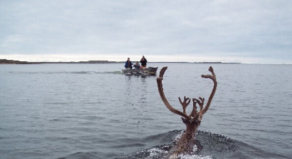 Nunavut Midnight Sun Marathon Race Review