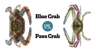 Bait Wars: Blue Crab vs. Pass Crab, InShore
