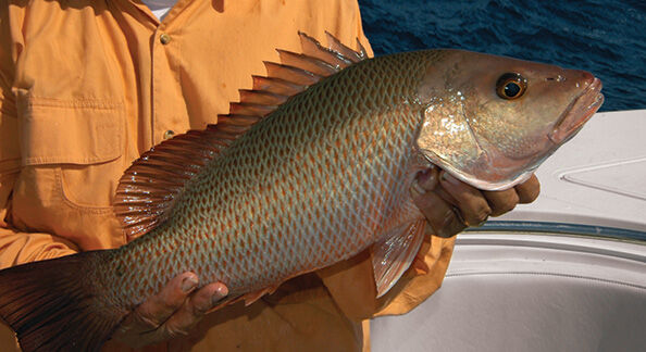 Alive & Well | InShore | floridasportfishing.com