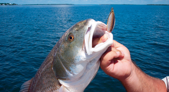 Gold Spoon have been a go to for years in shallow water Redfish