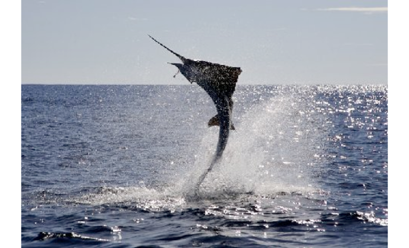 Marlin Fishing Fishingreport