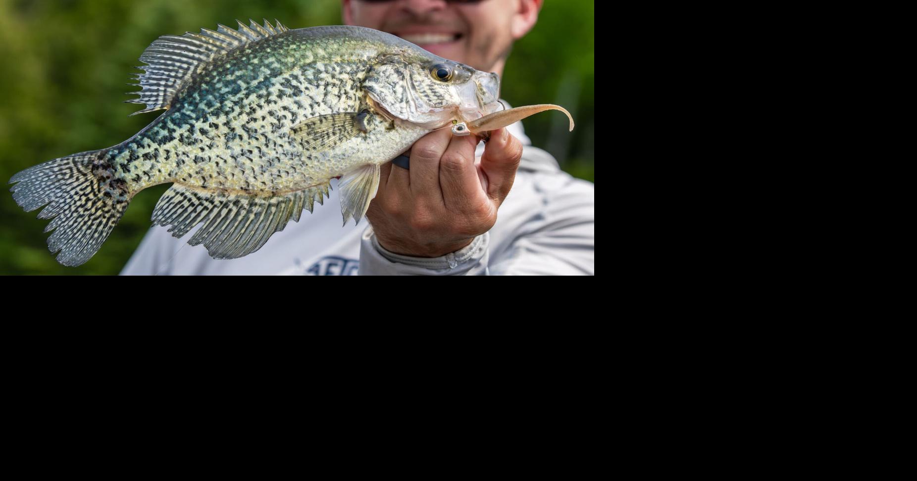 The New 3” Finesse Powerhouse | Press Releases | floridasportfishing.com
