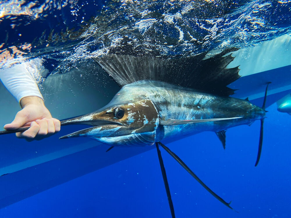 Baitfish Profiles: Best Baits for Sailfish Season