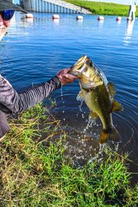Rat Fishing Lure Proves Extremely Effective on Big Largemouth Bass - Wide  Open Spaces