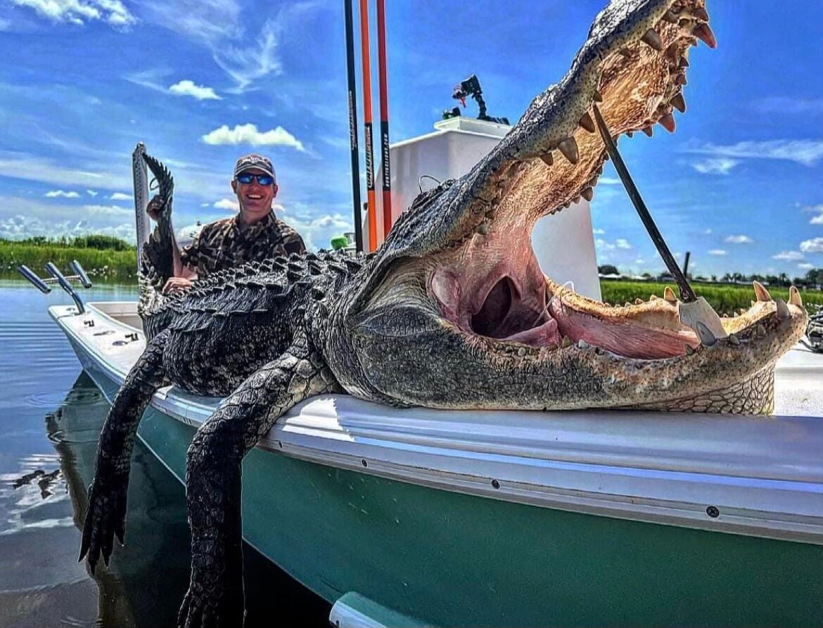Tactics for Alligator Hunting | FreshWater | floridasportfishing.com Tactics for Alligator Hunting | FreshWater | floridasportfishing.com