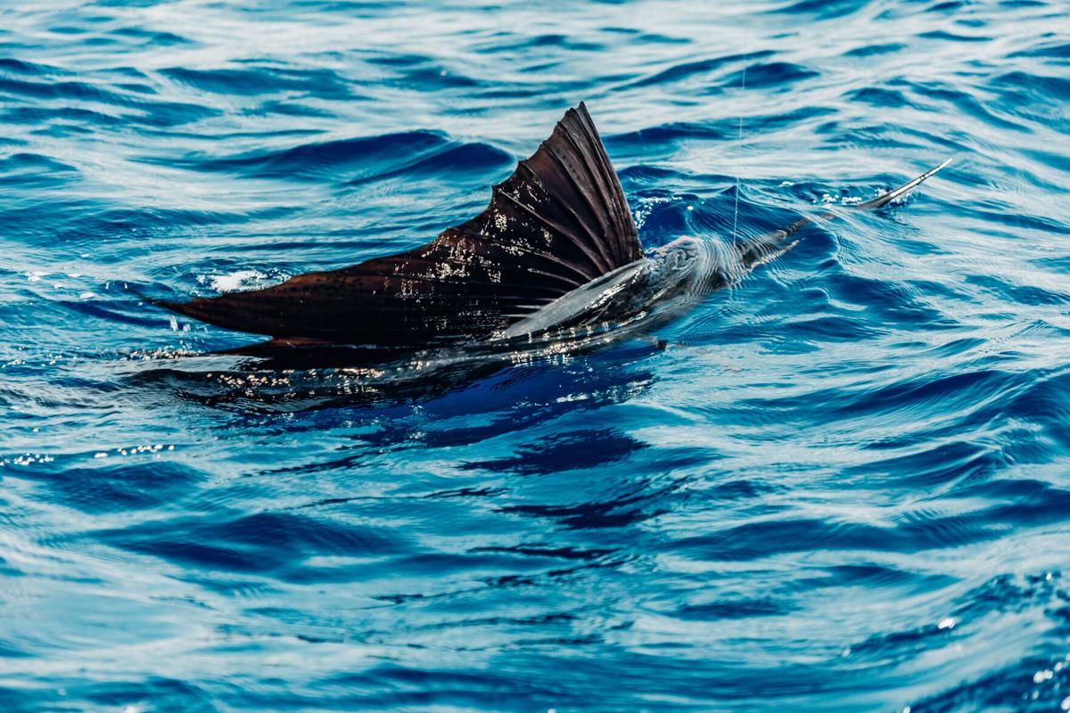 Black Marlin Stealth Approach 