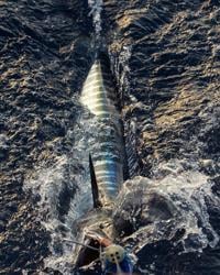 High Speed Trolling for Wintertime Wahoo in The Bahamas, OffShore