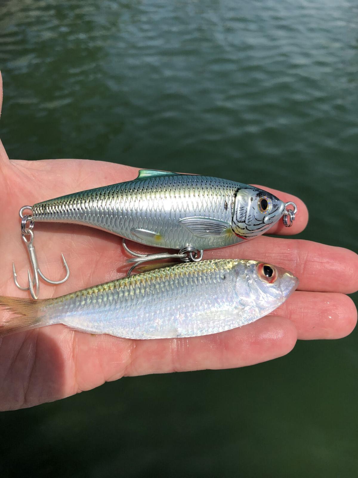 Seatrout Smackdown with Mustad and LIVETARGET - Fishing Tackle Retailer -  The Business Magazine of the Sportfishing Industry