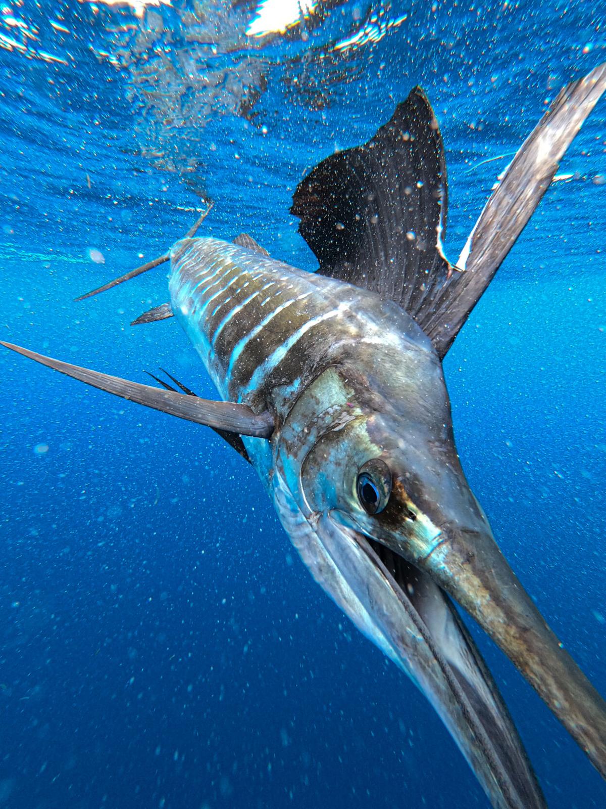 Downsizing Your Tackle for Sailfish