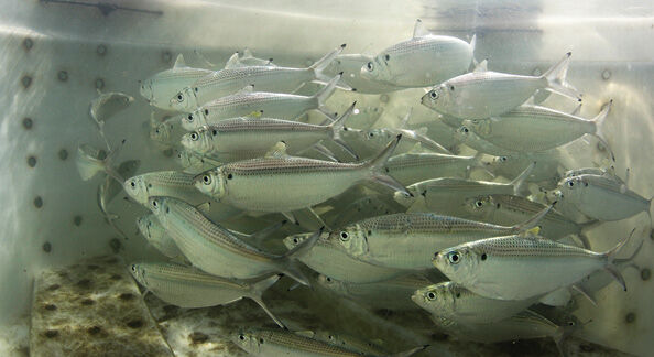 Pilchard vs Threadfin. One of - X Rayted Fishing Team