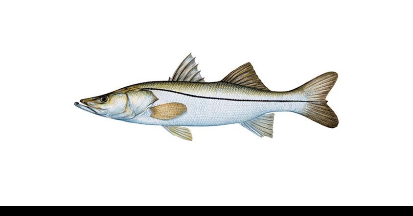 Snook Slated to Reopen in Atlantic State Waters Feb. 1 | Press Releases ...