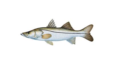 Snook Slated to Reopen in Atlantic State Waters Feb. 1 | Press Releases ...