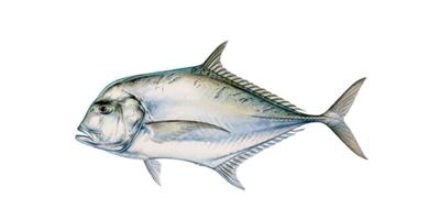 How to Clean an African Pompano  New video on how to clean an