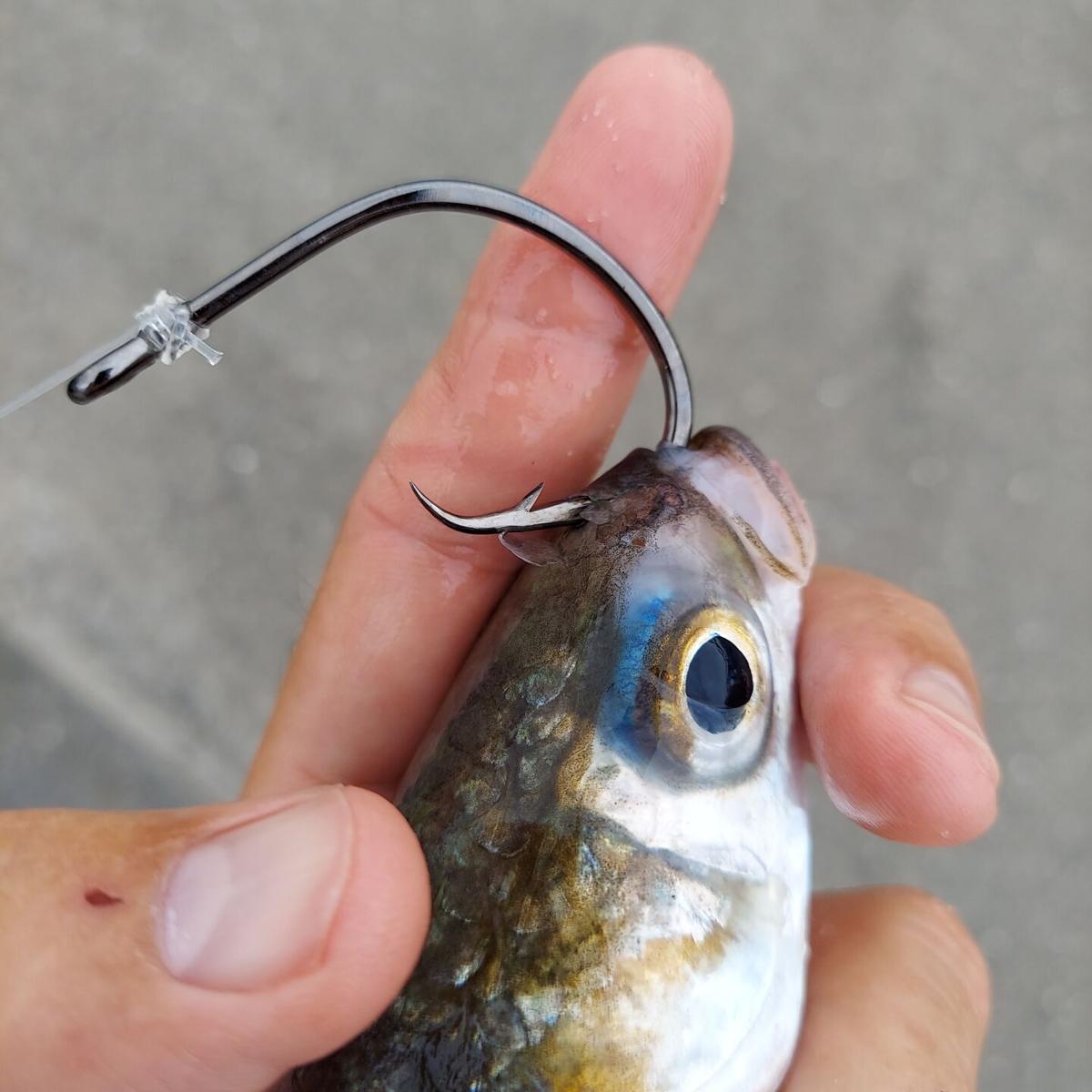 Anglers Swear By These Razor Sharp Fishing Hooks—And They're Just