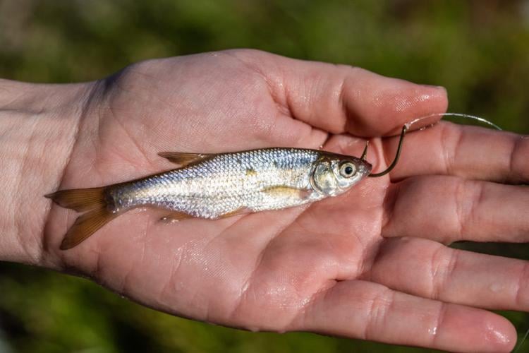 Baitfish Profiles: Target Freshwater Game Fish with Golden Shiner, FreshWater