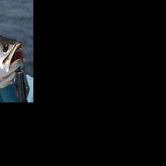 Gator Rx | InShore | floridasportfishing.com