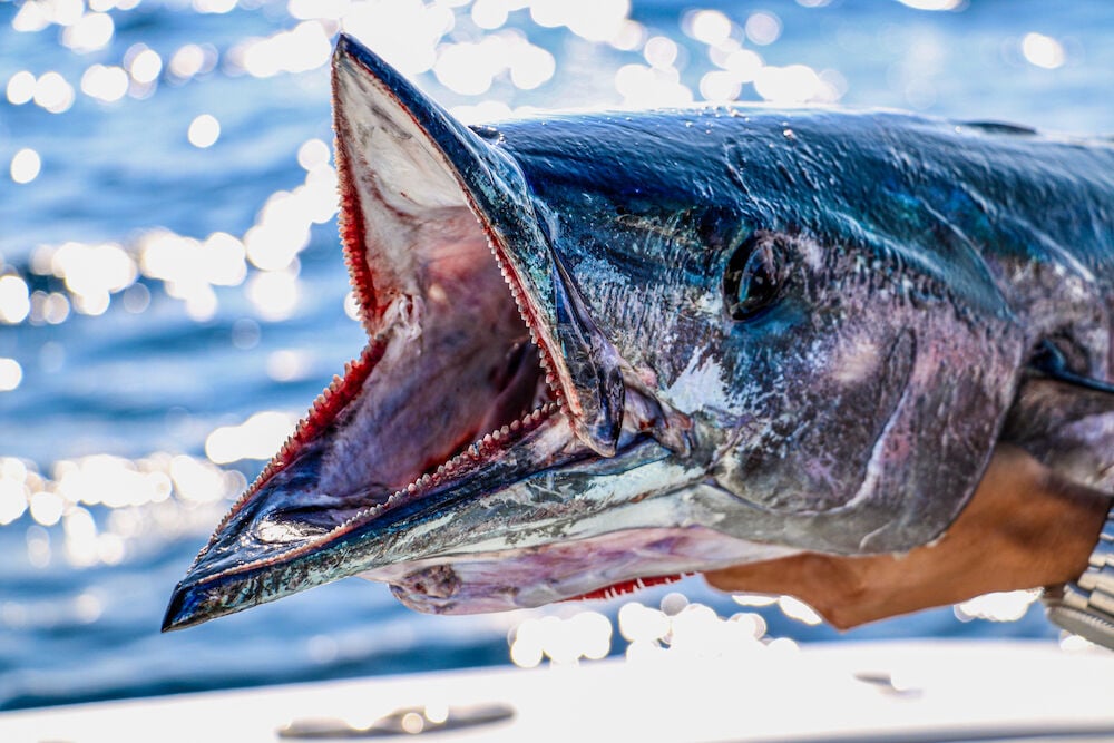 New wahoo lures in - Strike-Zone Fishing Jacksonville