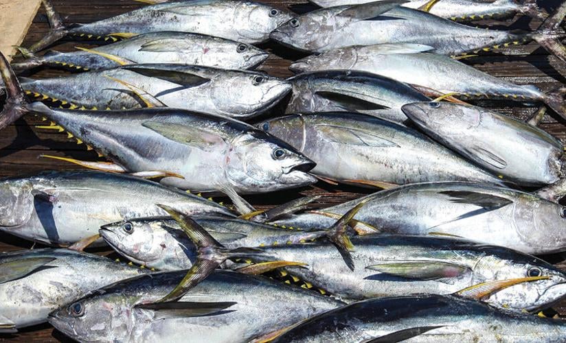 Bahamas Fishing Regulations OffShore