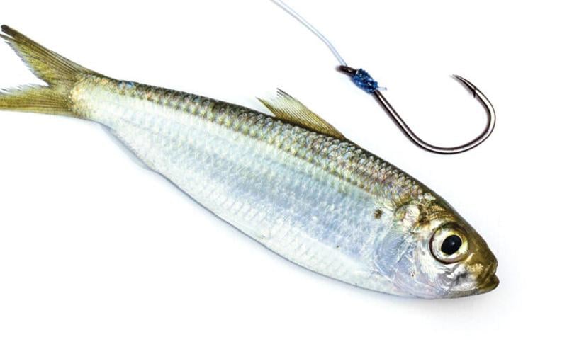 Fishing Live Bait Offshore - How to hook a live bait.