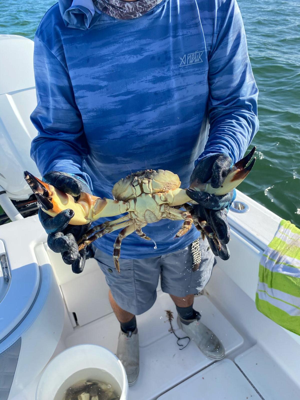 Methods for Harvesting Florida Stone Crabs, OffShore