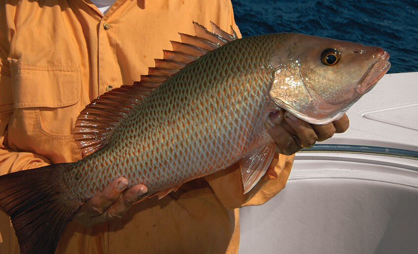 How To Fish for Mangrove Snappers Inshore, around piers, docks, seawalls,  and bridge pilings…