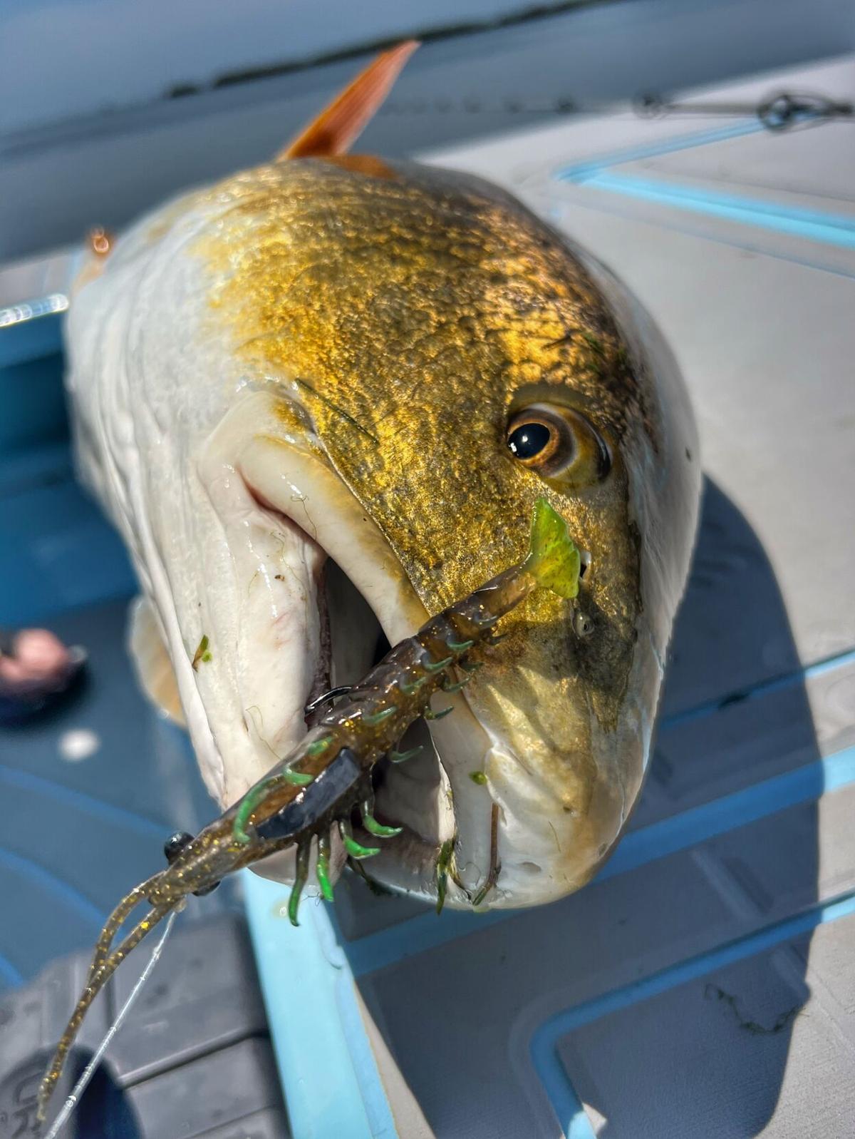 Best Summer Lure Colors for Redfish, Trout & Flounder | InShore | floridasportfishing.com Best Summer Lure Colors for Redfish, Trout & Flounder | InShore | floridasportfishing.com
