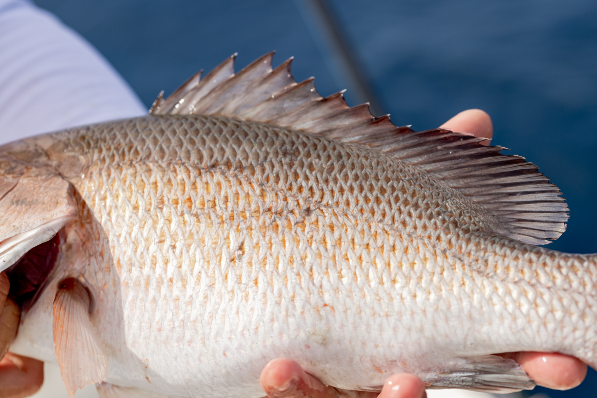 Expert Tips for Catching Mangrove Snapper in the Gulf OffShore floridasportfishing