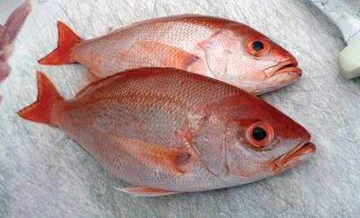Beeliner or Bust | OffShore | floridasportfishing.com