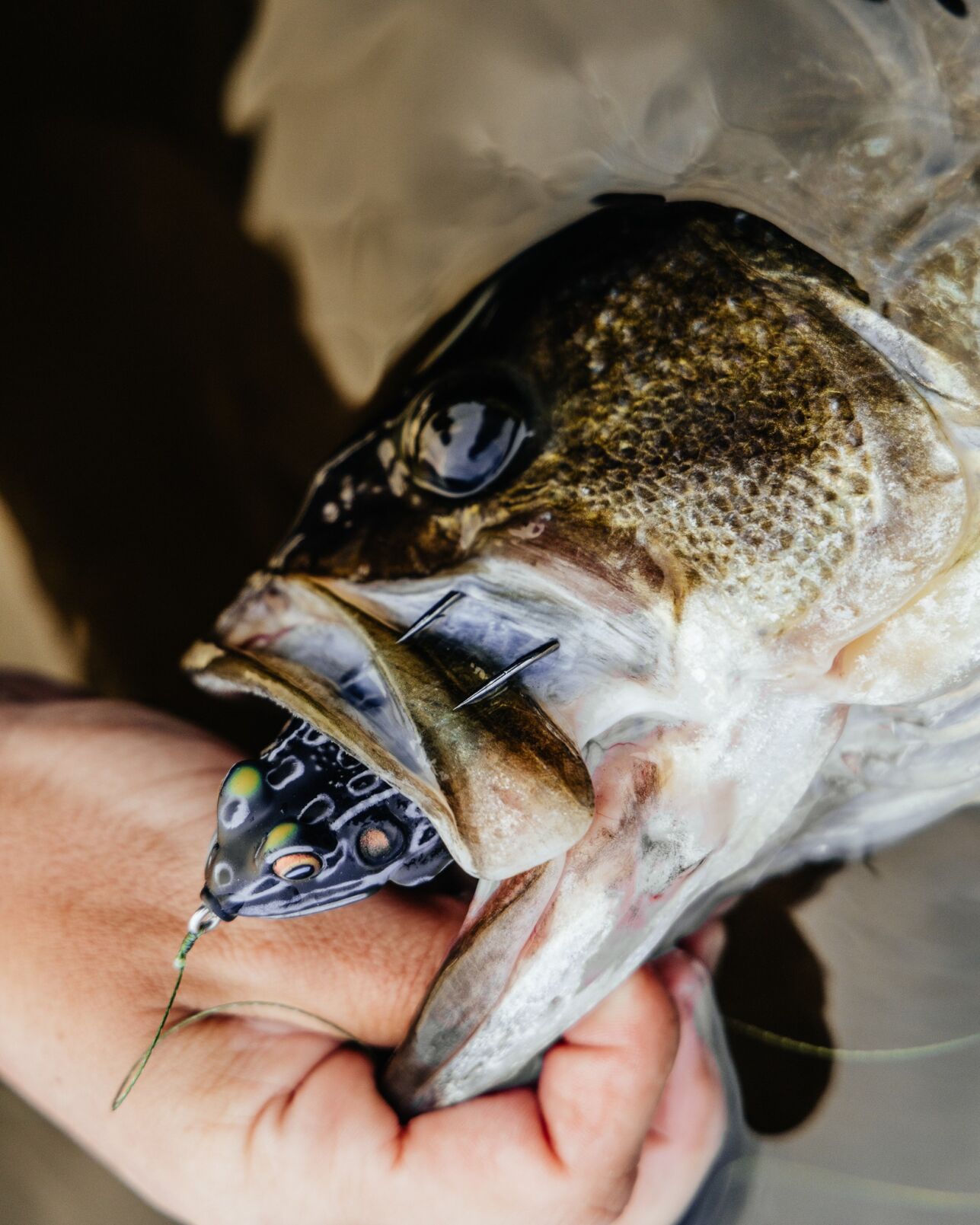 2026 LIVETARGET Hollow Body Frog lineup Bassmaster Classic | Press
