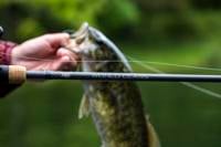 Fenwick Elite Inshore Spinning Rod - Pure Fishing